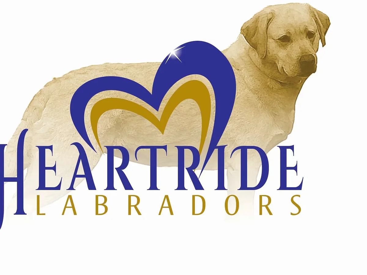 Labrador retriever from Heartride Labradors, Rixeyville Virginia