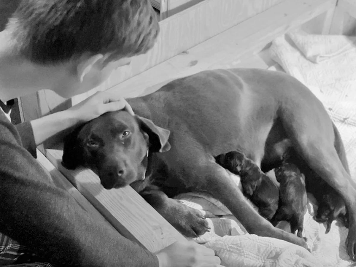 Labrador retriever from Mountain View Champions, Montvale Virginia