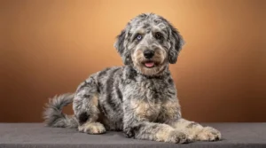 Merle Goldendoodle with blue and brown eyes showing marbled blue-gray wavy coat