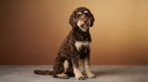 Phantom Goldendoodle with tan markings above eyes, muzzle, chest, and legs on dark coat