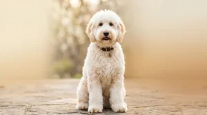 White Goldendoodle with cream ivory wavy coat sitting outdoors in natural light