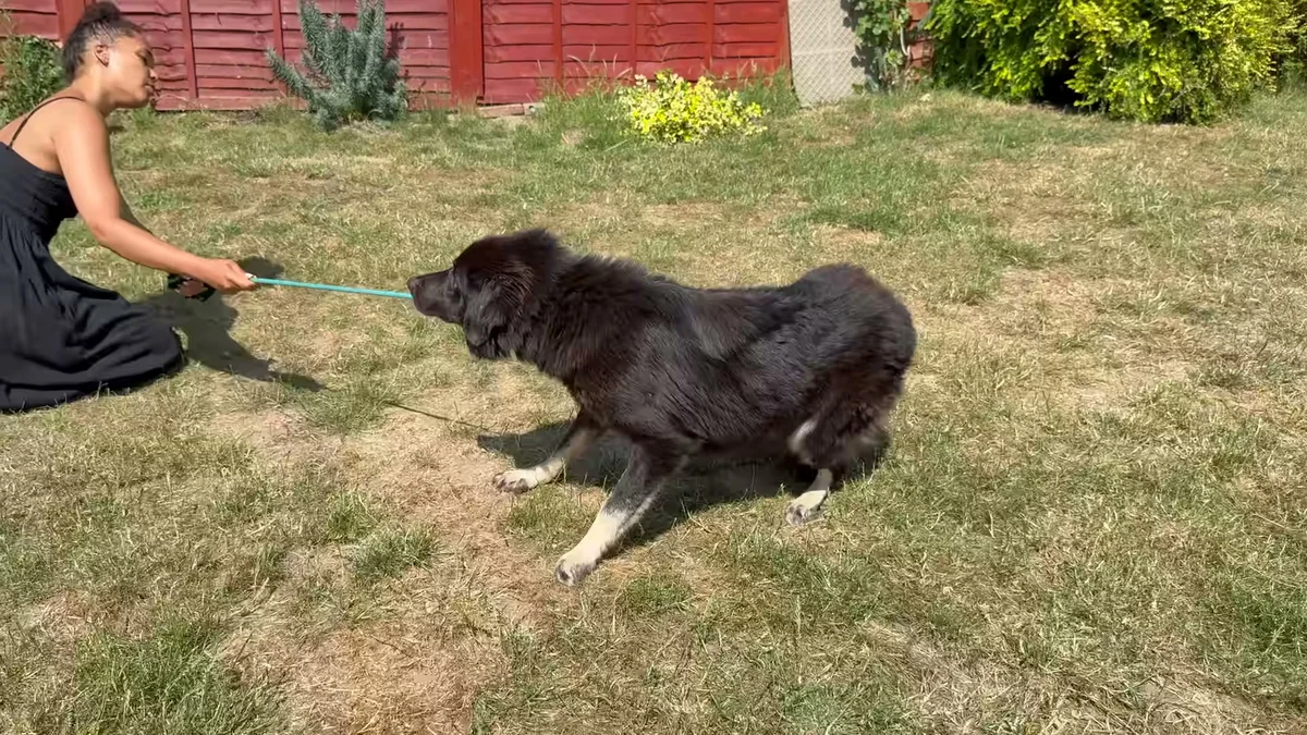 Amara the rescue dog resisting the leash on arrival at her foster home