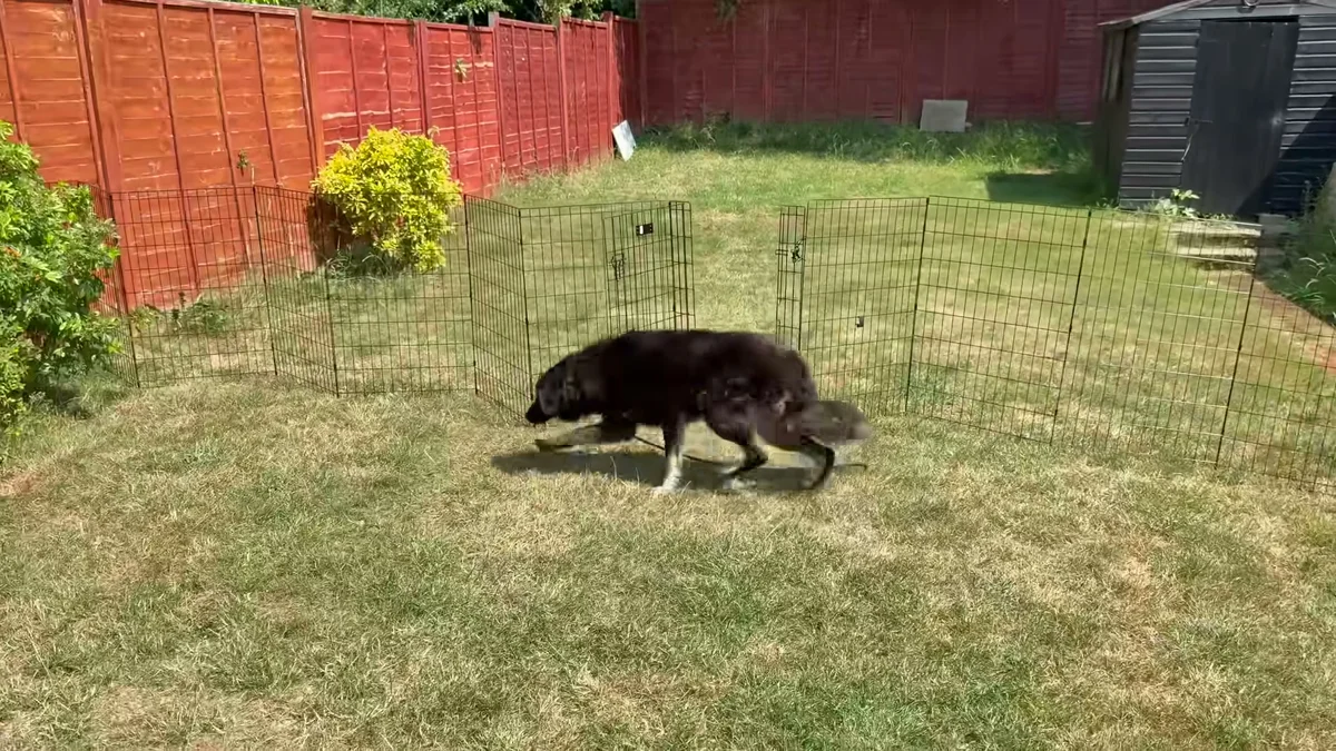 Amara slinking across the garden with fearful body language