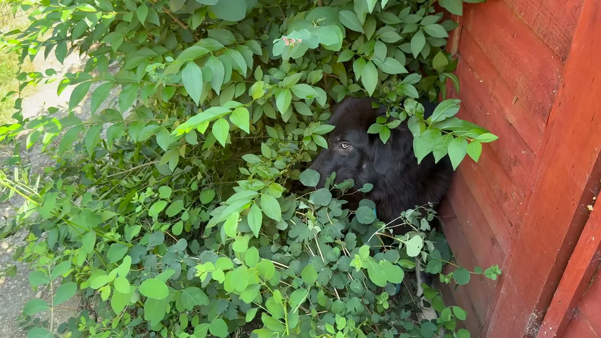 Amara hiding deep in the bushes against the fence