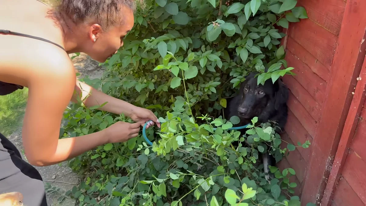 Ella offering treats into the bush where Amara is hiding