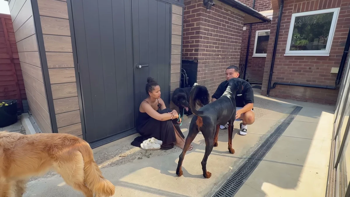 Kobe the golden retriever and Moki the doberman keeping Amara company