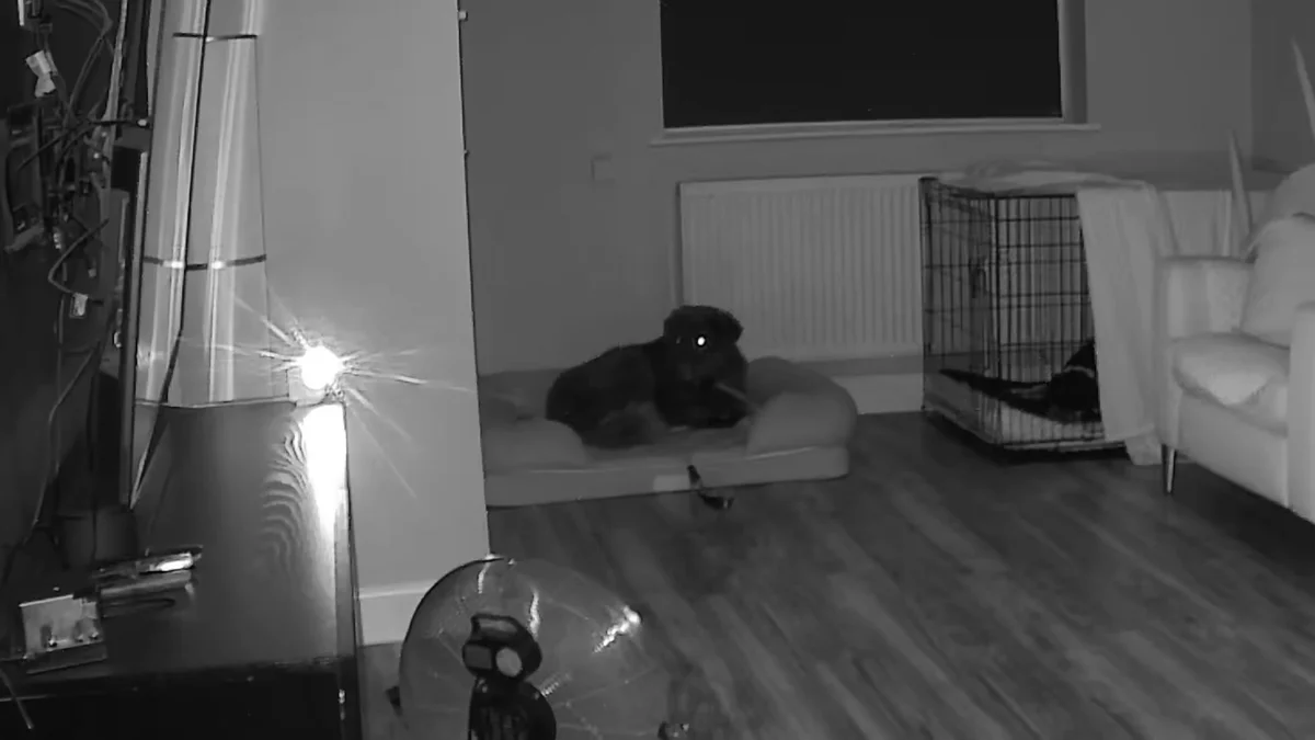 Pet camera view of Amara sleeping on her bed on her first night