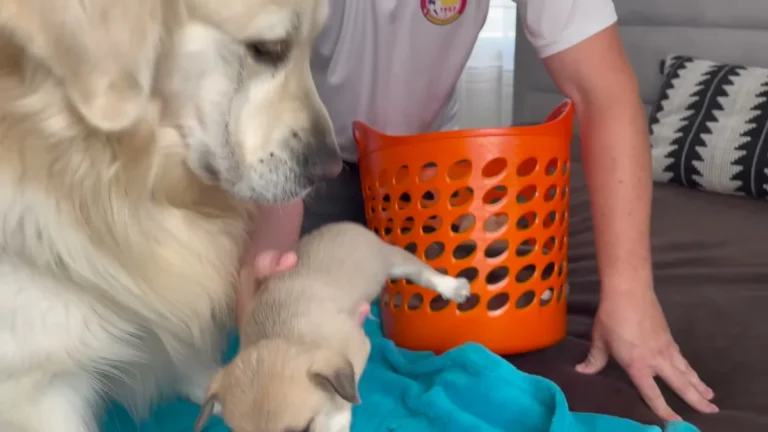 A Family Found A Litter Wandering The Highway — Then Handed Them To Their Golden Retriever