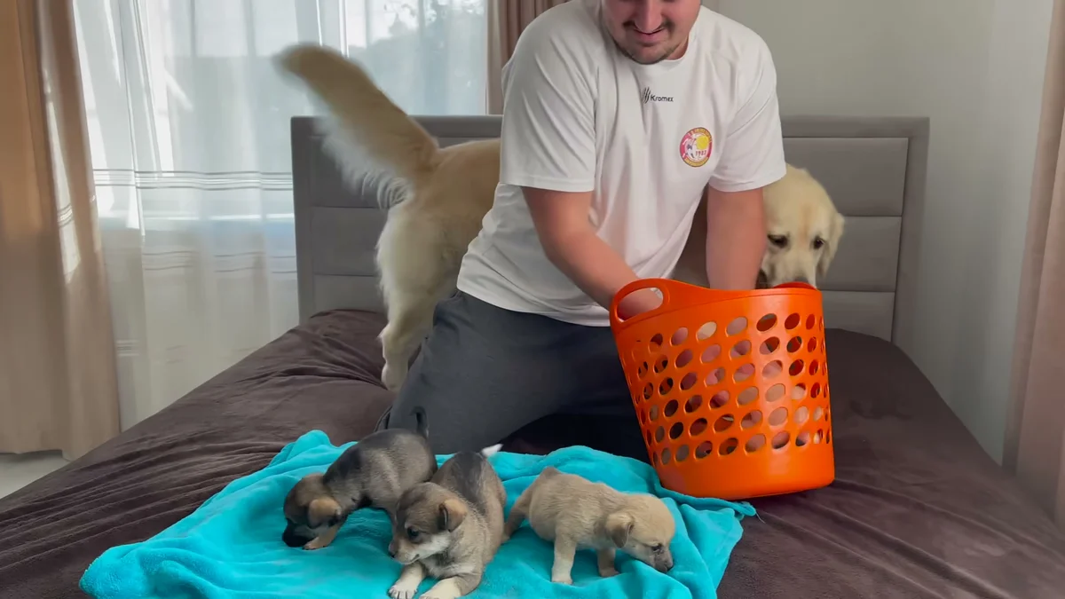 The owner lifting tiny puppies from a basket onto a blanket as Bailey watches