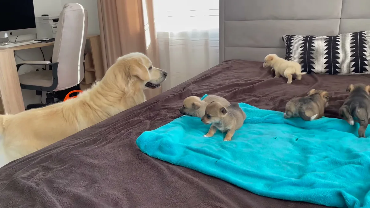 Bailey lying down at the puppies