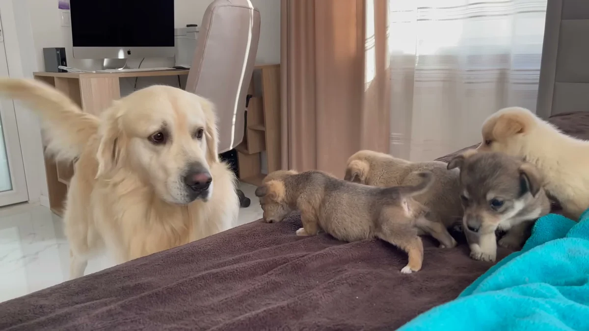 Bailey calmly watching over the puppies exploring the bed