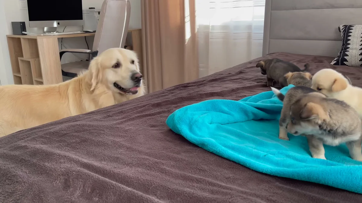 A tiny puppy toddling closer to Bailey on the blanket