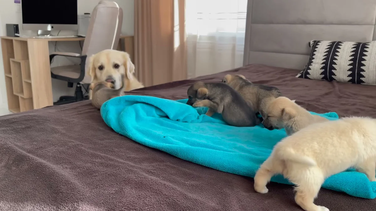 Bailey surrounded by the litter of rescued puppies