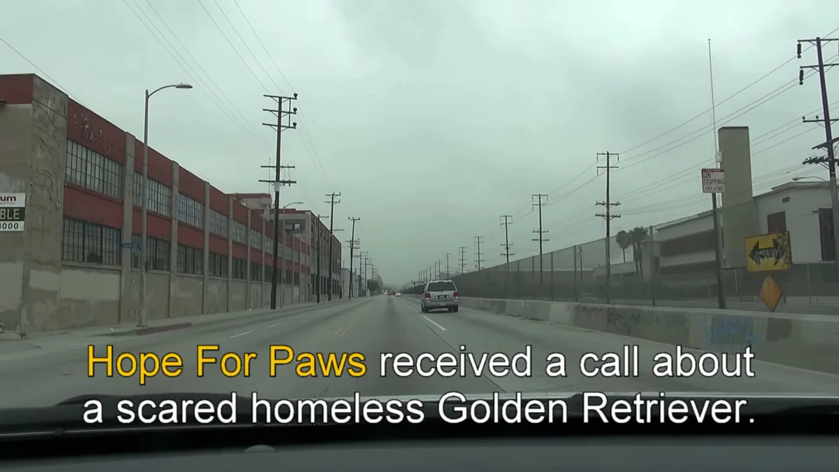 A homeless golden retriever alone on a city street