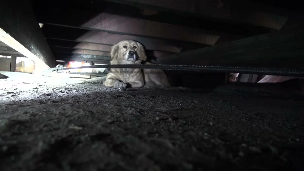 Clarabelle hiding in the crawl space under a shipping container