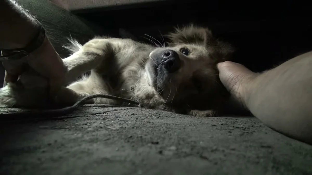 Clarabelle frozen in panic, lying on the ground under the container