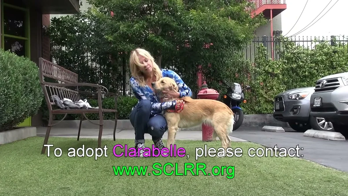 Clarabelle with her foster from Southern California Labrador Retriever Rescue