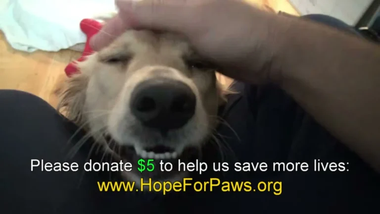 A Homeless Golden Retriever Covered Her Own Eyes During Her Rescue — Until One Touch Changed Everything