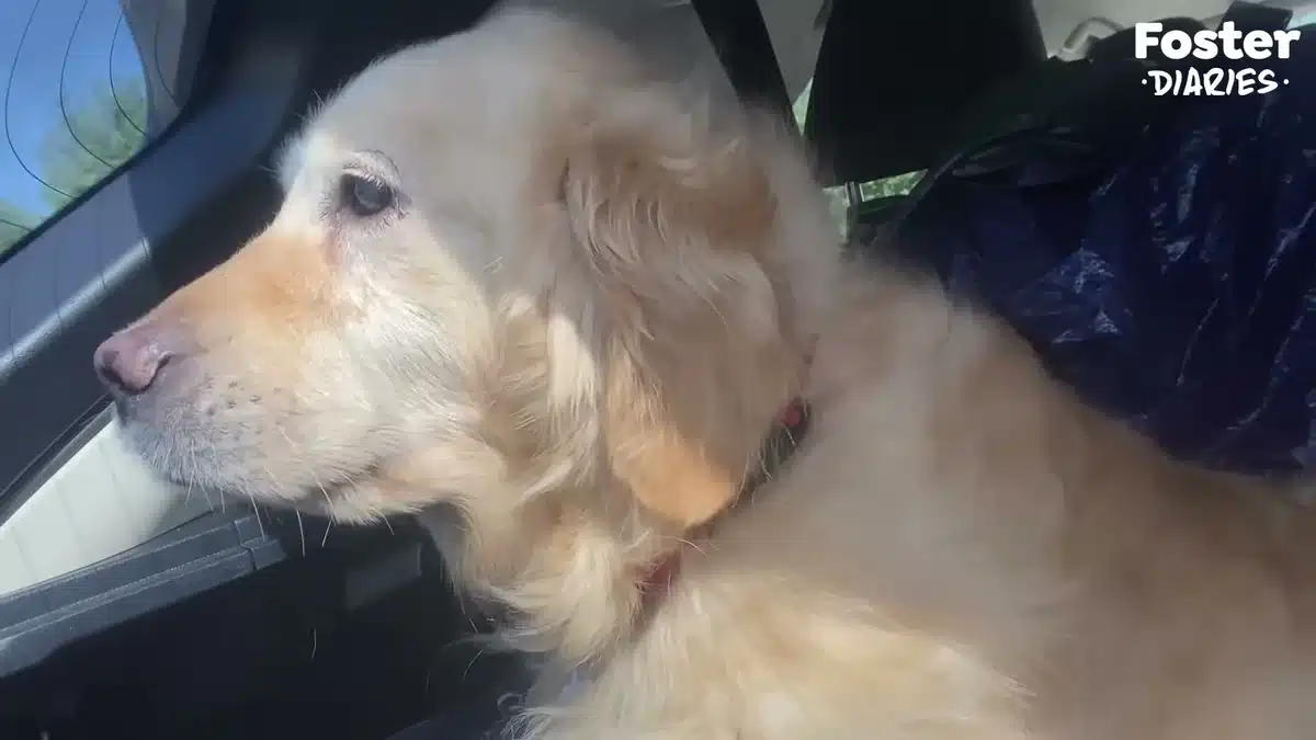Eleanor in the car on the way to her foster home