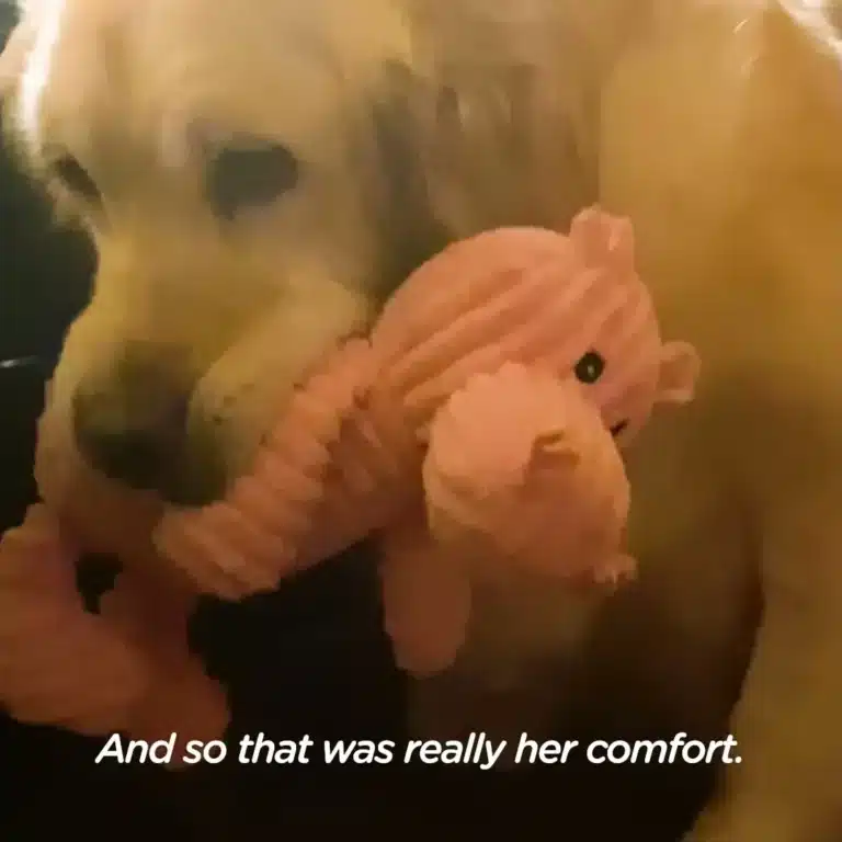She Spent Years In A Puppy Mill Raising Litters — Then Someone Handed Her Her First Toy