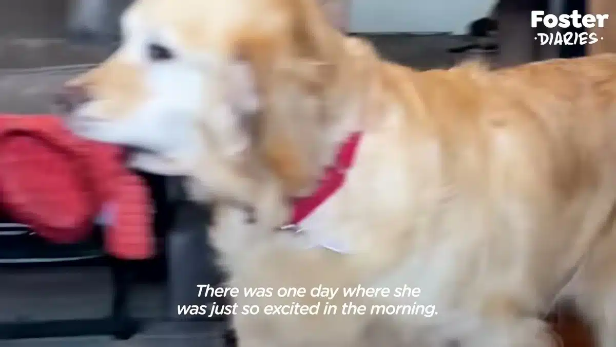 Eleanor carrying her stuffed toy through the house