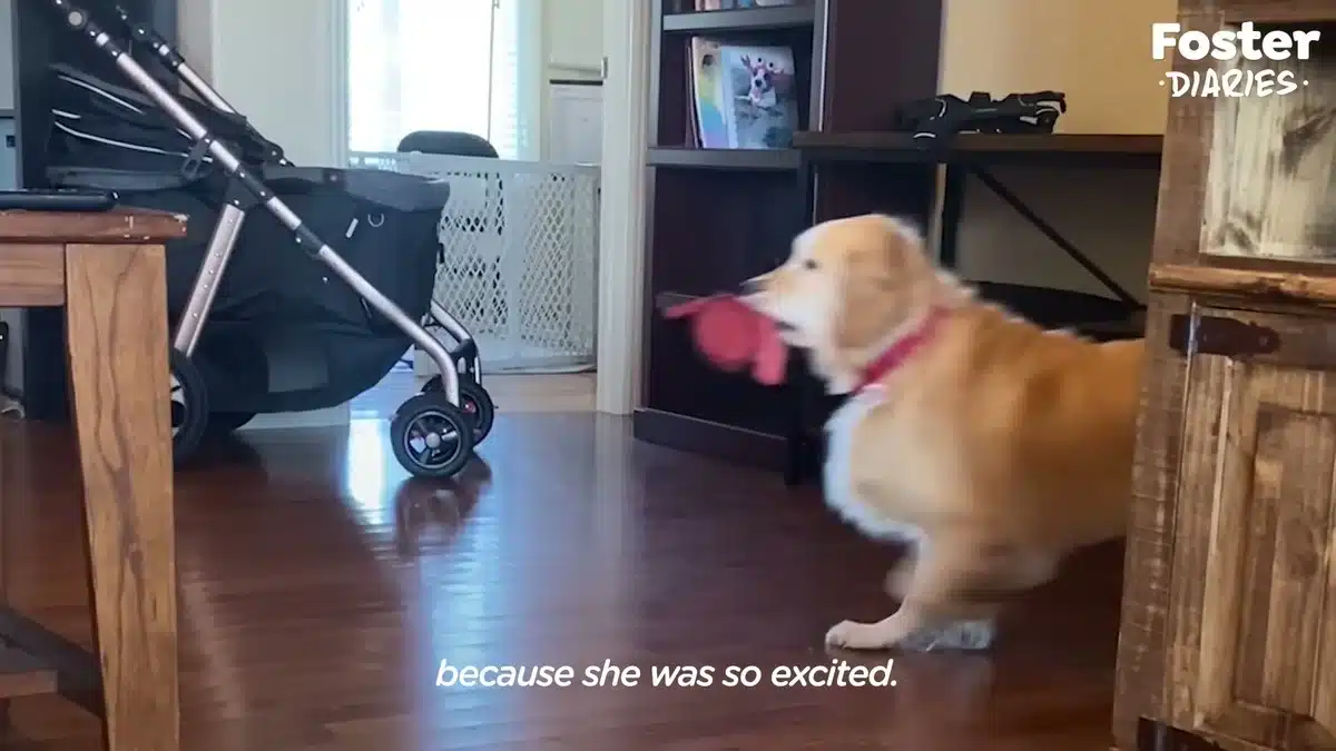 Eleanor zooming through the family room
