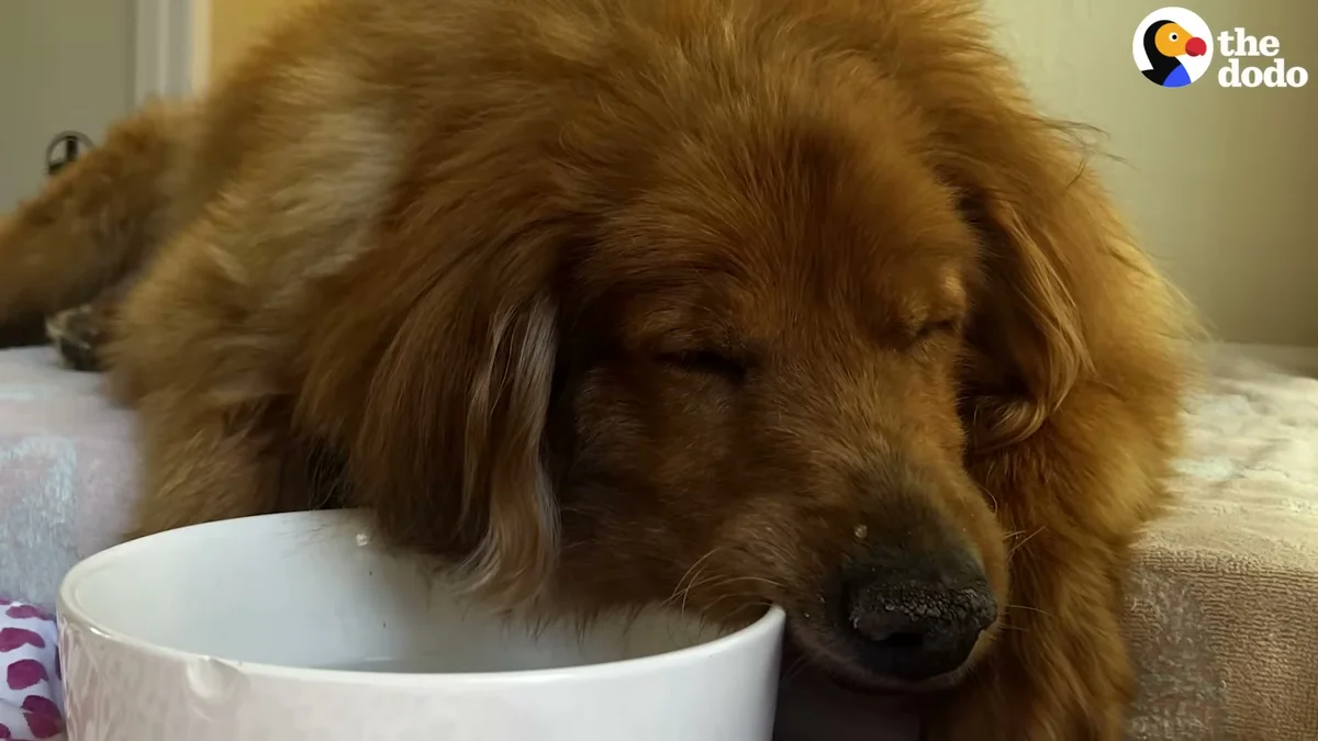 Frannie the severely overweight golden retriever lying down, low energy
