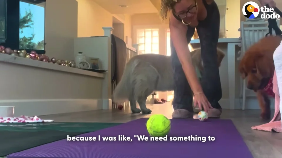 A tennis ball on the floor as Annika encourages Frannie to move