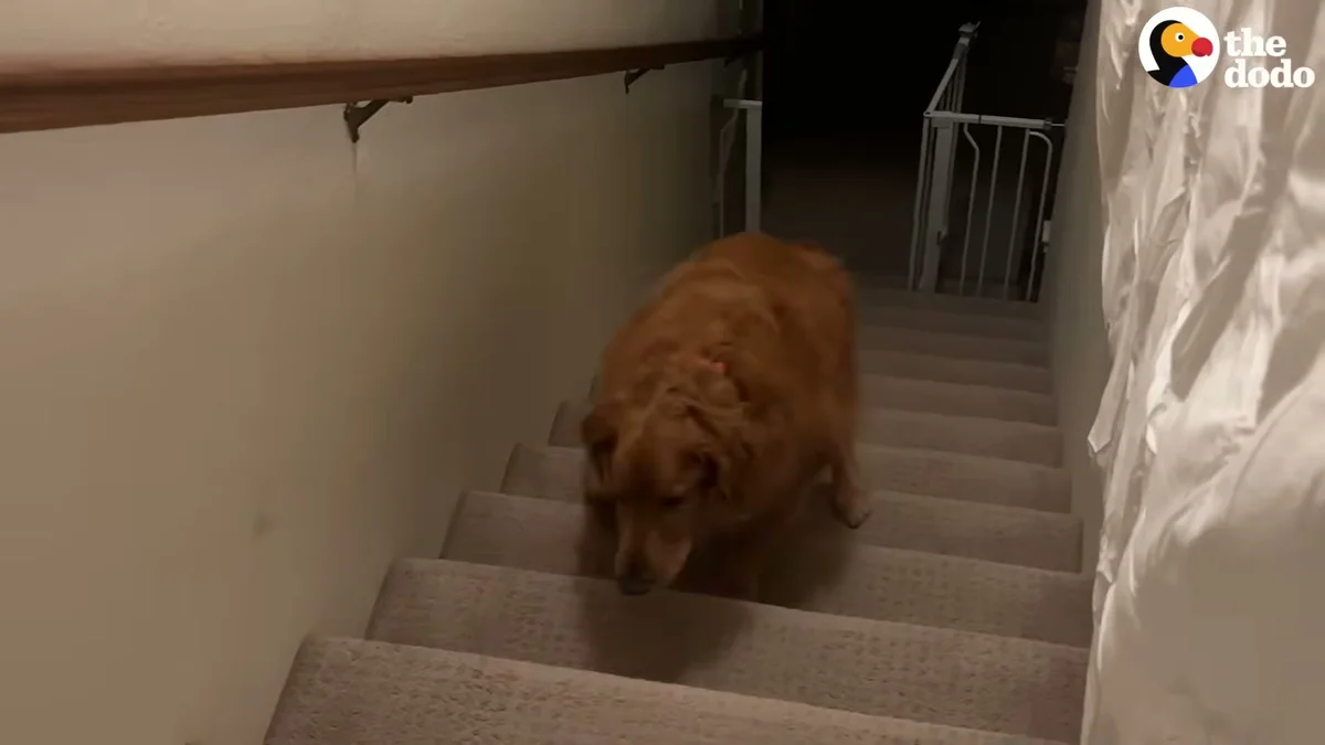 Frannie slowly working her way down the stairs early in recovery
