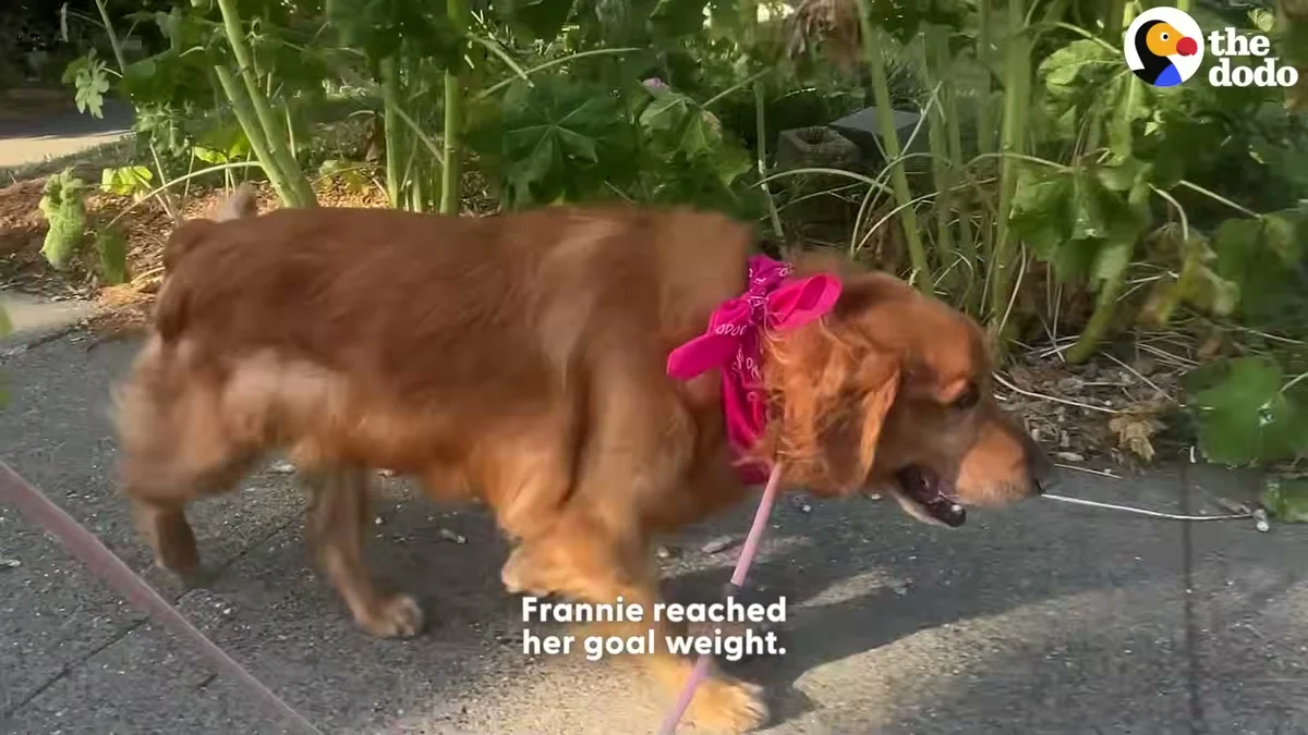 Frannie on a pink leash taking her first short walks outside