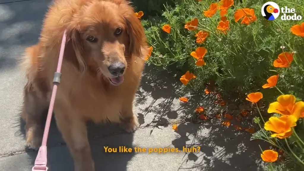 A brighter healthier Frannie standing among orange flowers