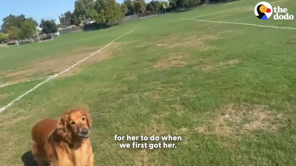 Frannie running freely across a green field