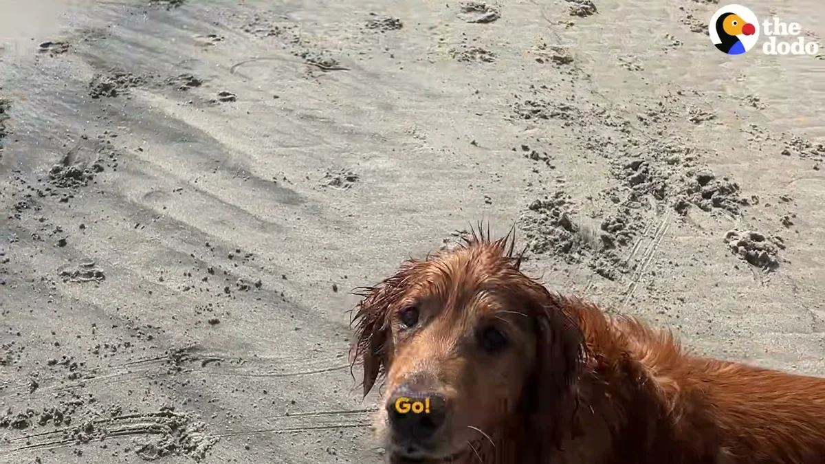 Frannie enjoying the sand at the dog beach