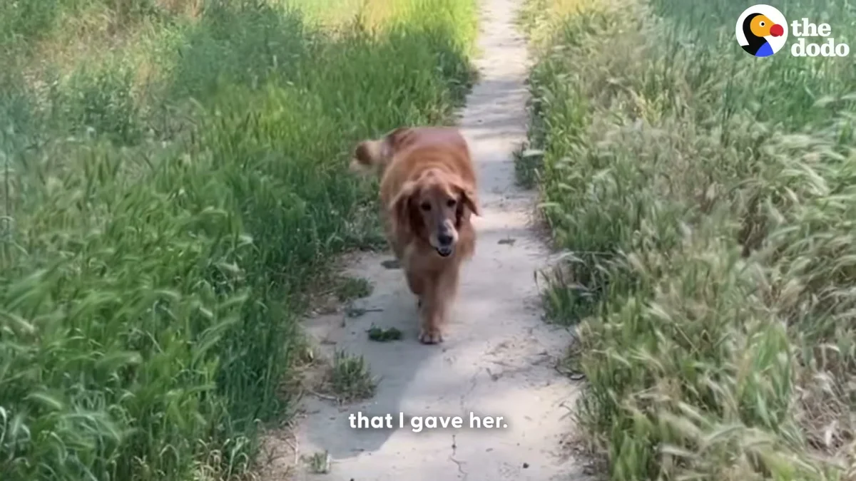 A transformed Frannie trotting down a sunny trail