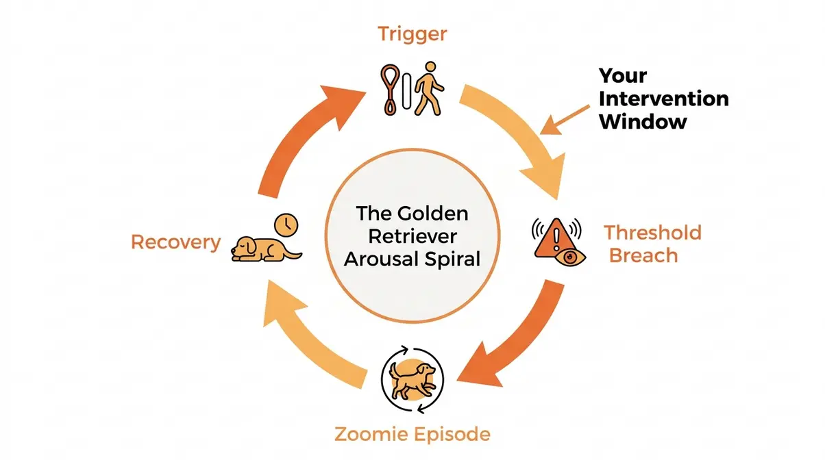 Circular diagram showing the four-stage golden retriever arousal spiral from trigger to recovery