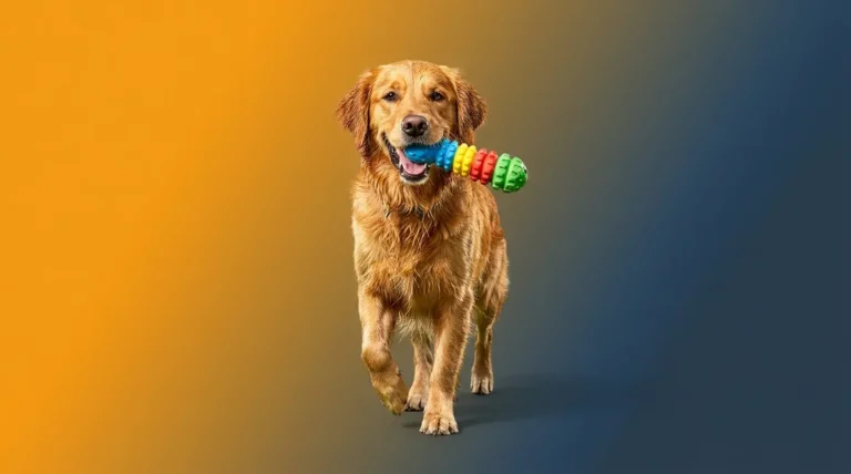 Golden Retriever Fetch Training Basics: 5 Proven Steps