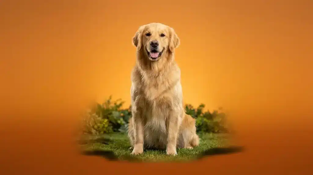 Golden Retriever personality guide featuring a happy dog in a sunny setting