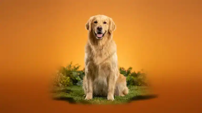Golden Retriever personality guide featuring a happy dog in a sunny setting
