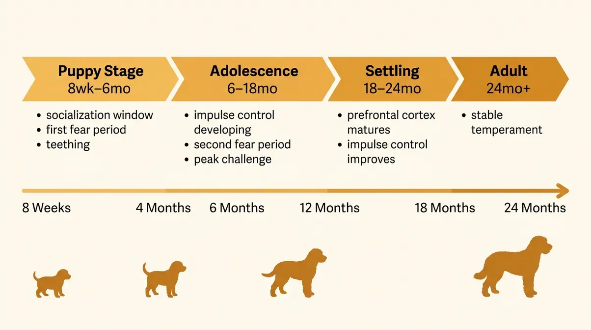 Goldendoodle developmental stages timeline from 8 weeks to 24 months showing behavioral phases and when they calm down