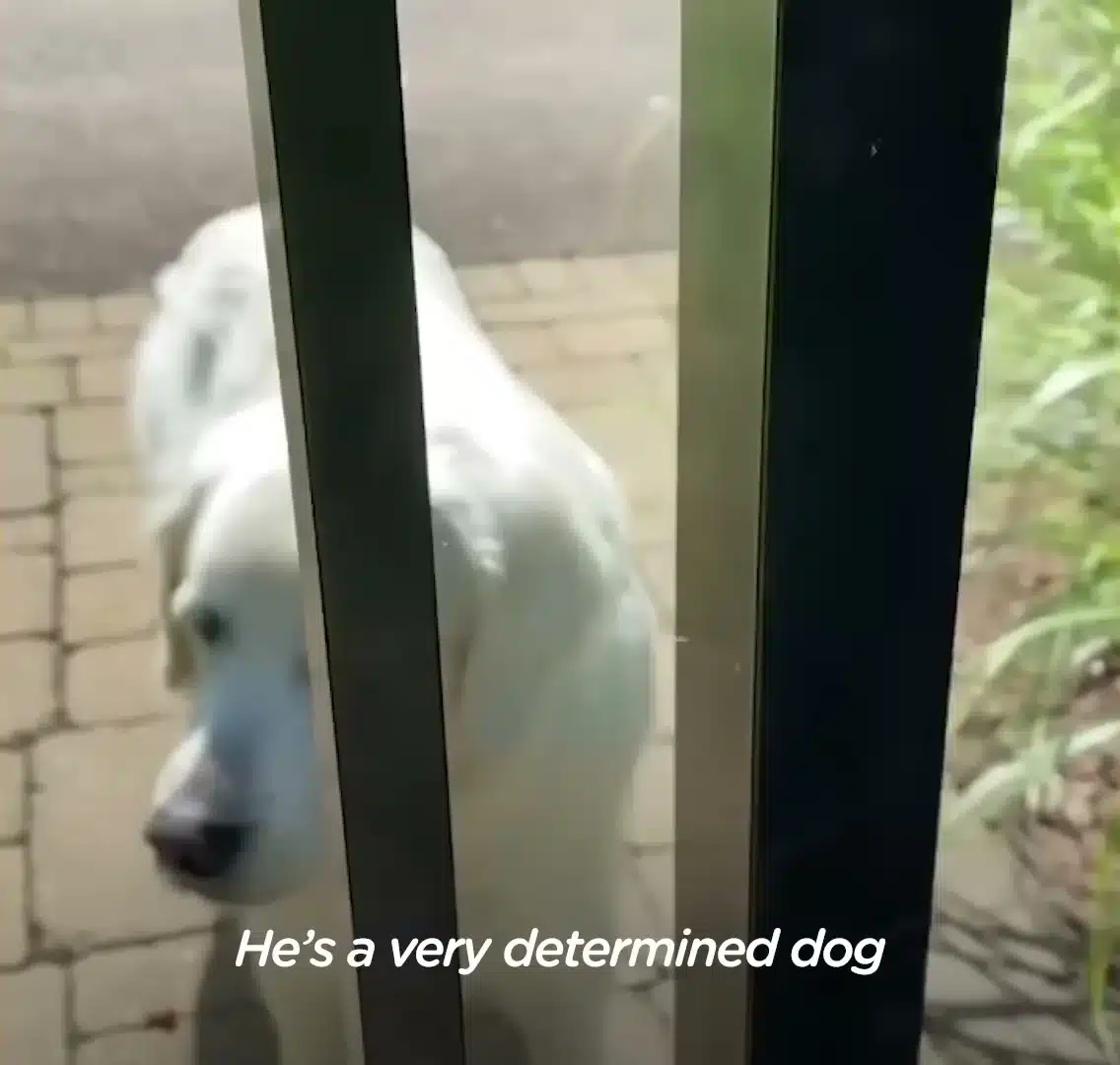 Oliver the English Cream Golden Retriever waiting at his neighbor's gate