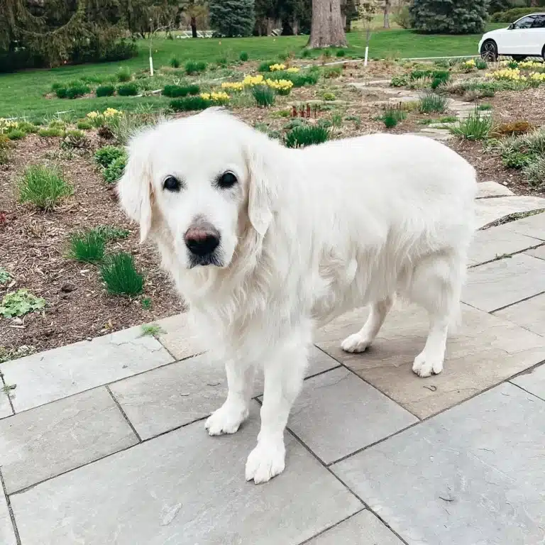 Every Morning At 7 Sharp, This Golden Retriever Showed Up At His Neighbor’s Door — And He Kept That Promise For Nine Years