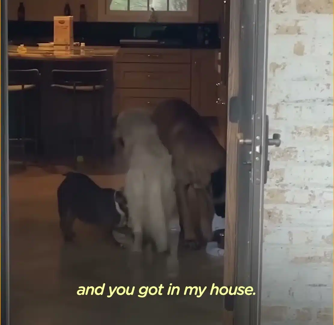Oliver walking into Melissa's house with his dog friends