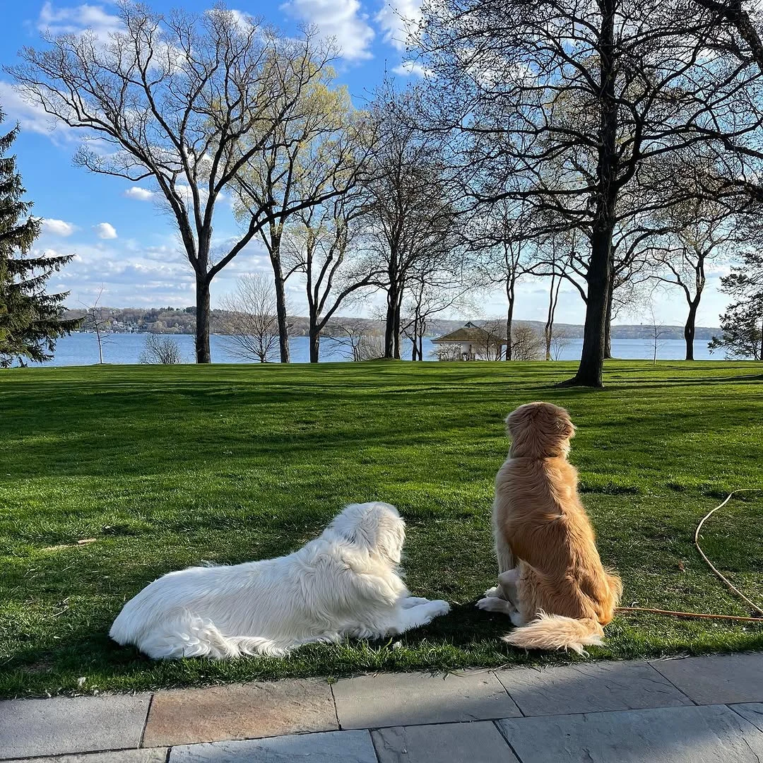 Oliver and his golden friend at his favorite lookout spot