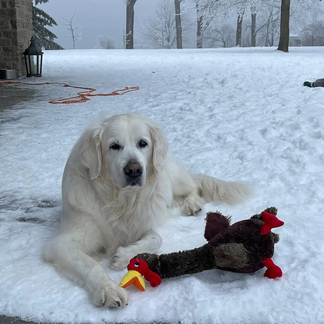 Oliver resting in the snow with his toy during his senior days