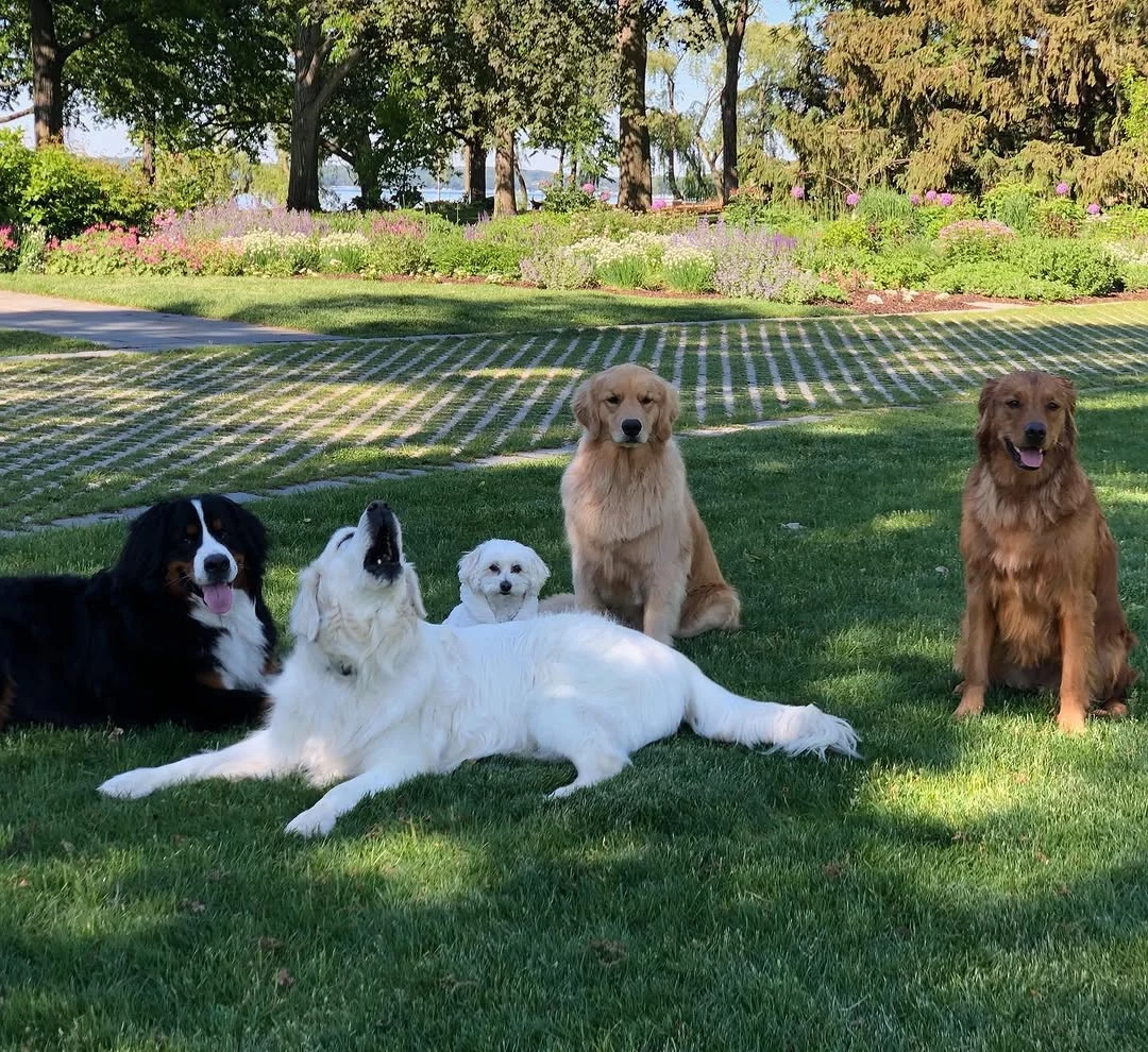 Oliver in the garden surrounded by his dog family