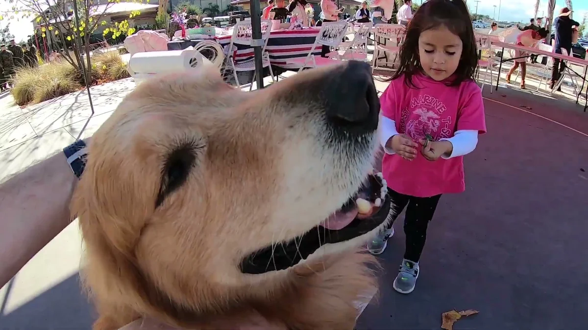 Oshie the golden retriever waiting with a little girl at the homecoming