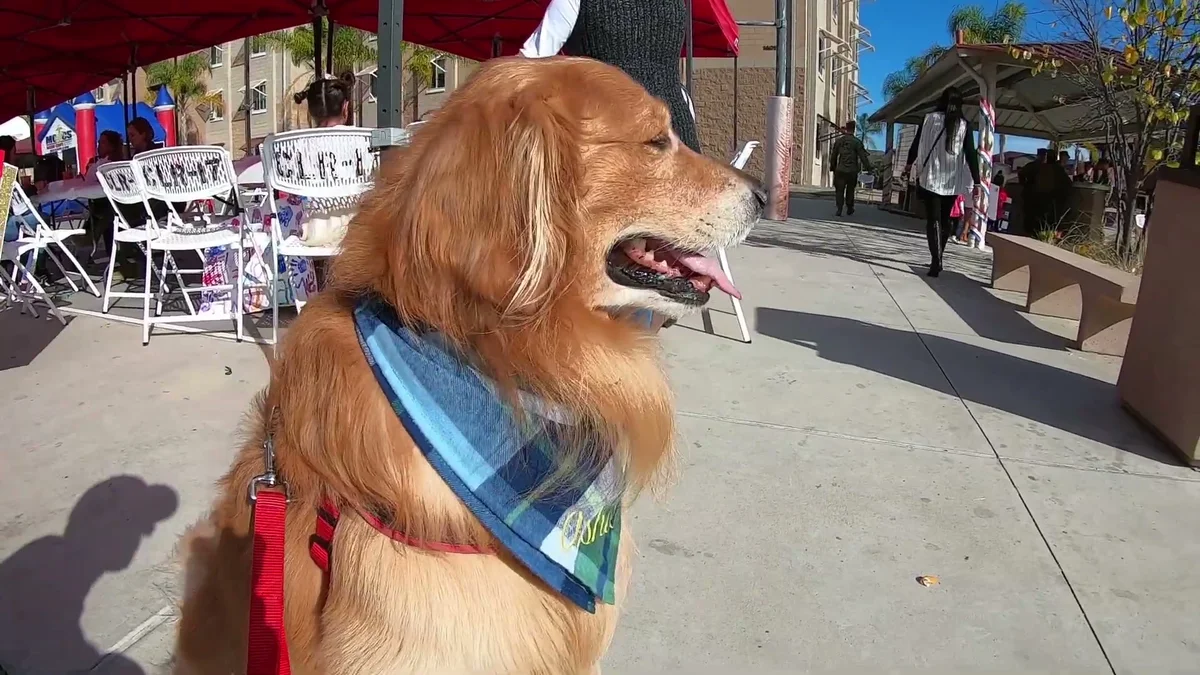 Oshie walking proudly in his bandana after the reunion
