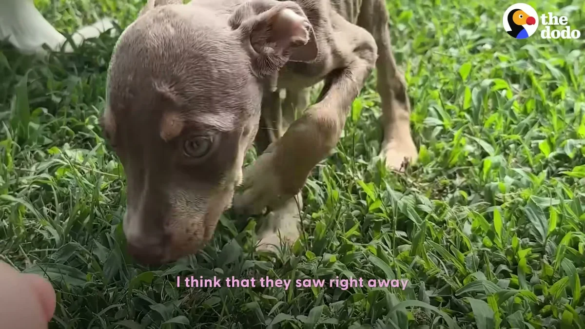 Roo the skinny foster puppy standing weakly in the grass on arrival