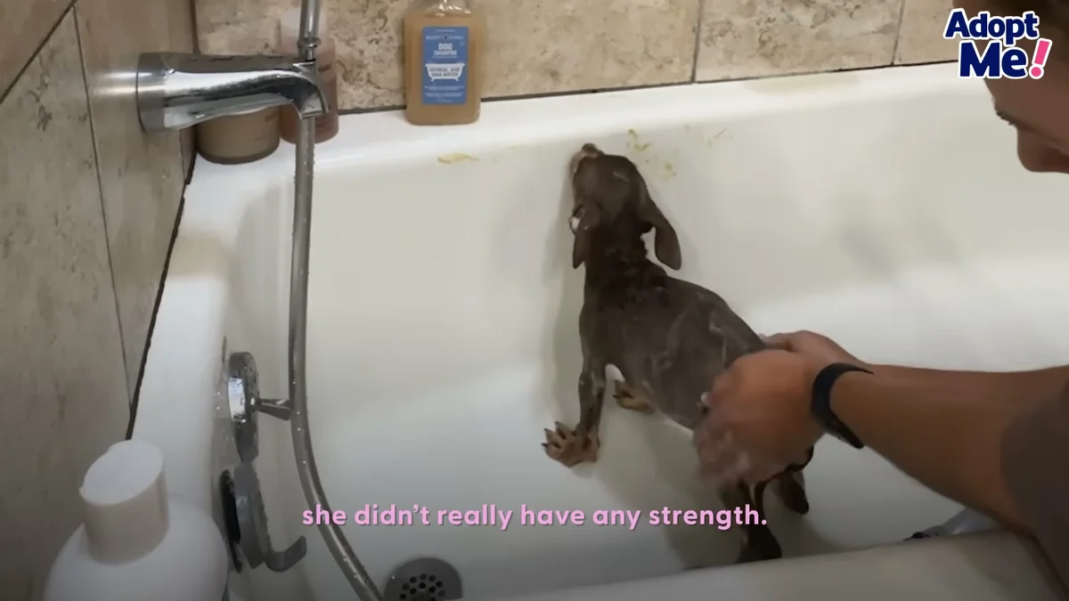 Roo standing shakily in the bathtub, ribs showing, during her first week