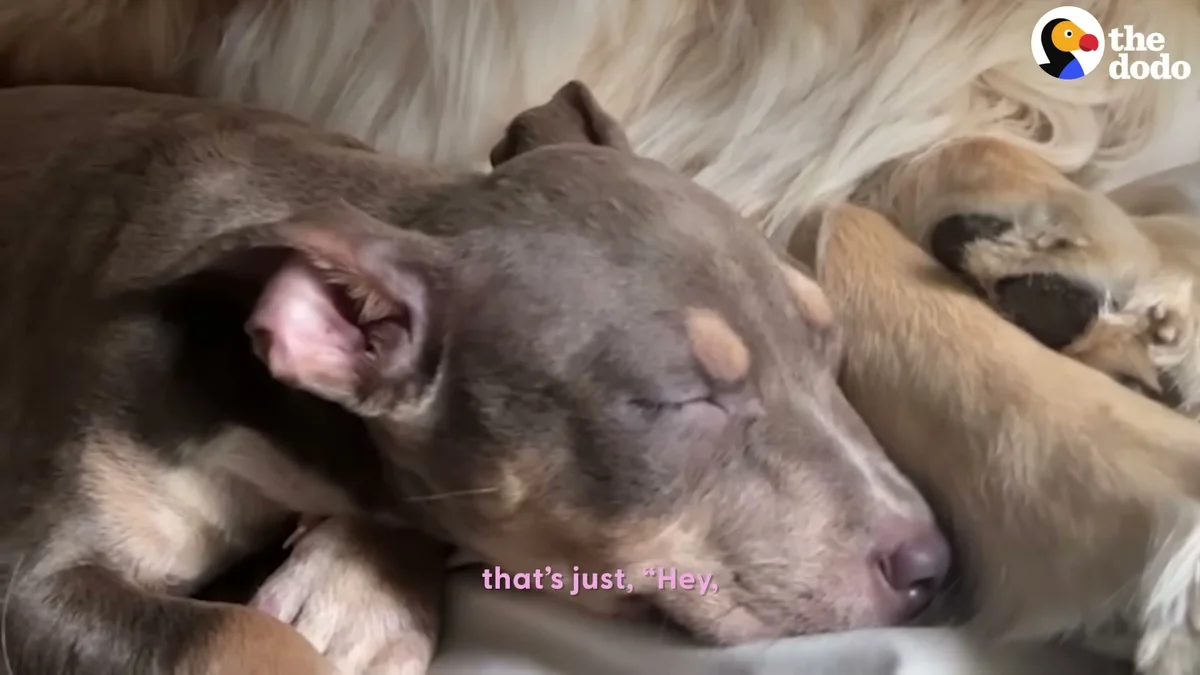 Roo curled up beside Darwin the golden retriever for the first time